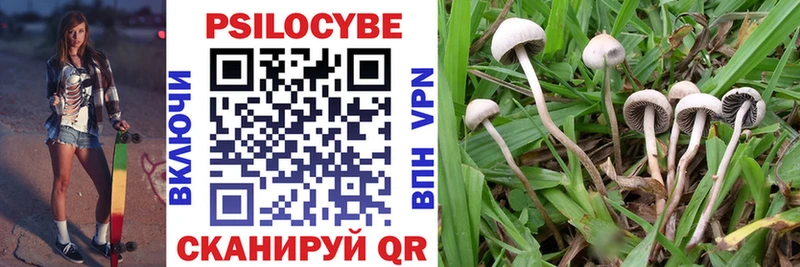 Купить где  Тосно  Галлюциногенные грибы прущие грибы 